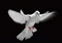 AUGURI PER LA S. PASQUA 2016 della Responsabile Generale